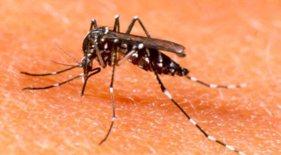 Os casos de dengue em Sorocaba subiram para 32.006 esta semana